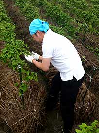 芋太郎(冷凍おろし山芋 無糖タイプ)