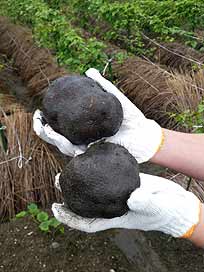 芋太郎(冷凍おろし山芋 無糖タイプ)