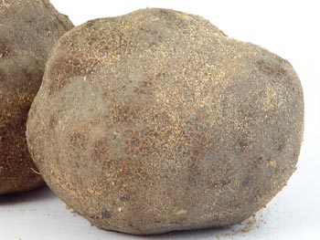 風味や香りはもとより形も良く、作業性に優れています。