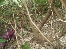 黒本蕨収穫風景