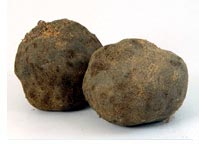 生の山芋 つくね芋